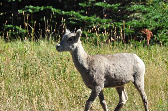 Filhote de cabra montesa, no Waterton Park, em Alberta, no Canadá
